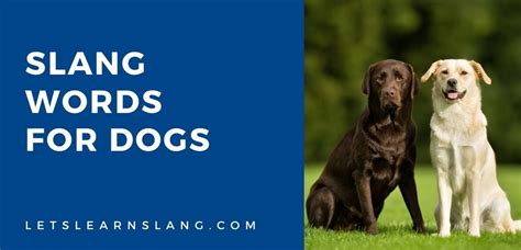 big dog slang|big dog slang words.